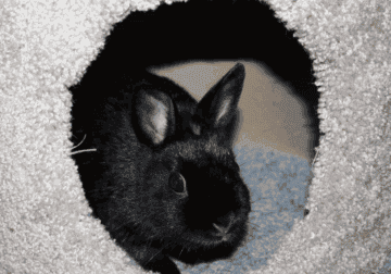 Netherland Dwarf Bunnies